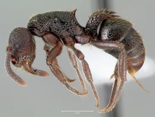Phrynoponera bequaerti specimen CASENT0417506 image casent0417506_3