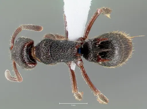 Phrynoponera bequaerti specimen CASENT0417524 image casent0417524_1