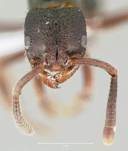 Phrynoponera bequaerti specimen CASENT0417524 image casent0417524_2