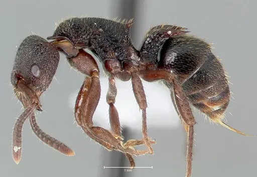 Phrynoponera bequaerti specimen CASENT0417524 image casent0417524_3