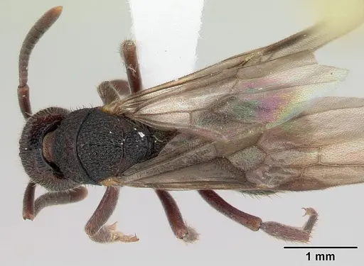 Phrynoponera bequaerti specimen CASENT0417548 image casent0417548_1
