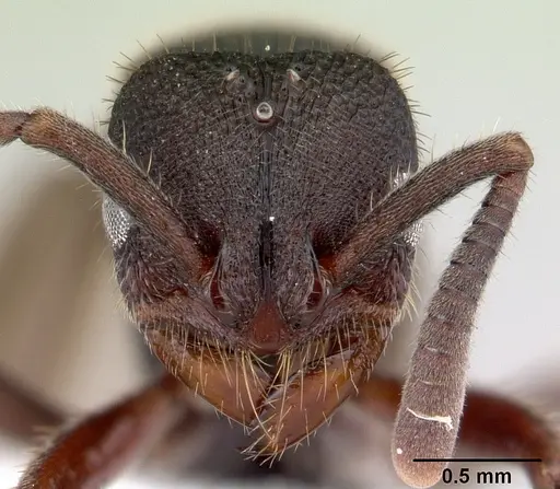 Phrynoponera bequaerti specimen CASENT0417548 image casent0417548_2