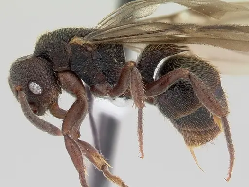 Phrynoponera bequaerti specimen CASENT0417548 image casent0417548_3