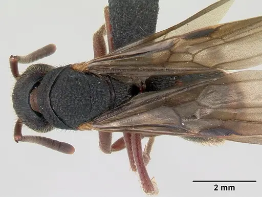 Phrynoponera gabonensis specimen CASENT0094797 image casent0094797_1