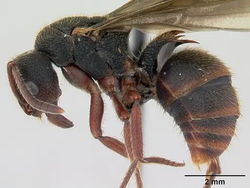 Phrynoponera gabonensis specimen CASENT0094797 image casent0094797_3