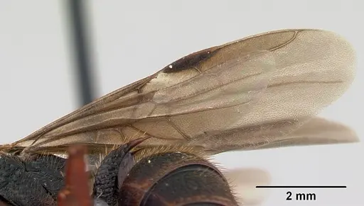 Phrynoponera gabonensis specimen CASENT0094797 image casent0094797_4