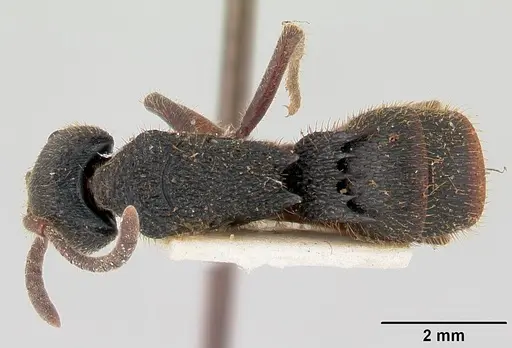 Phrynoponera gabonensis specimen CASENT0178201 image casent0178201_1