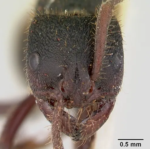 Phrynoponera gabonensis specimen CASENT0178201 image casent0178201_2