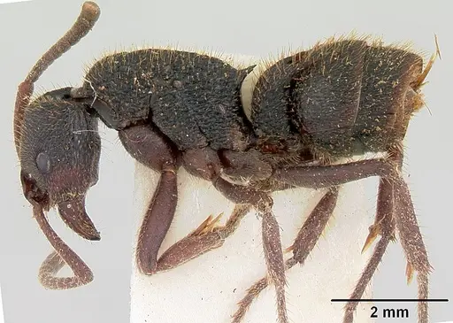 Phrynoponera gabonensis specimen CASENT0178201 image casent0178201_3