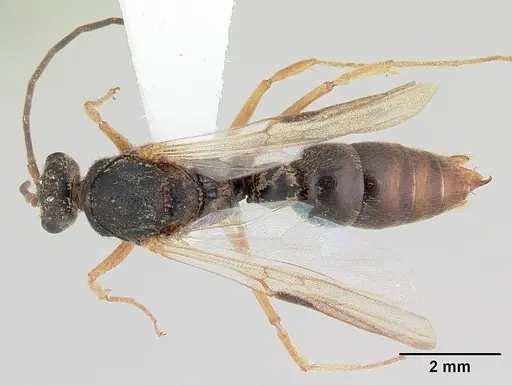 Phrynoponera gabonensis specimen CASENT0178202 image casent0178202_1