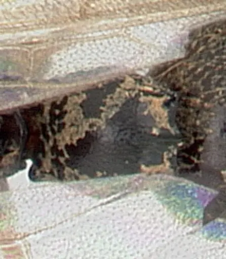 Phrynoponera gabonensis specimen CASENT0178202 image casent0178202_2