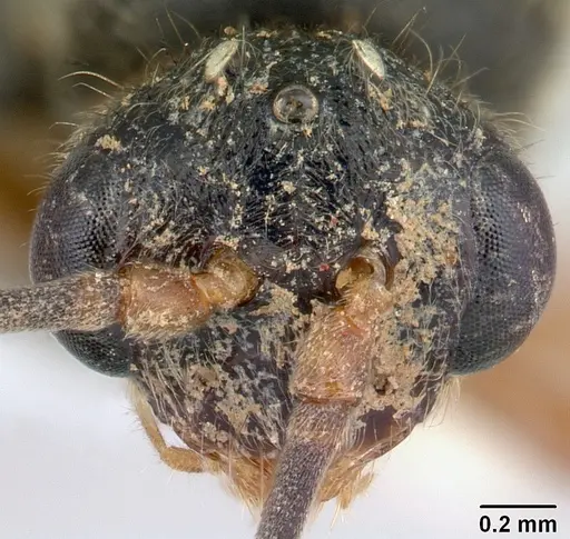 Phrynoponera gabonensis specimen CASENT0178202 image casent0178202_3