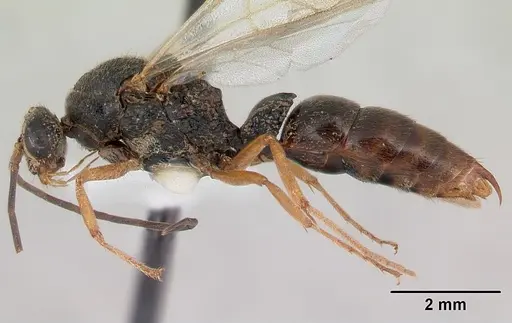 Phrynoponera gabonensis specimen CASENT0178202 image casent0178202_4