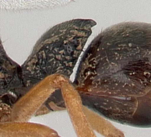Phrynoponera gabonensis specimen CASENT0178202 image casent0178202_5