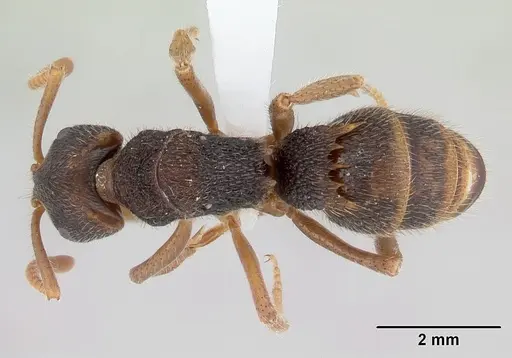 Phrynoponera gabonensis specimen CASENT0178228 image casent0178228_1