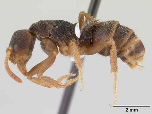 Phrynoponera gabonensis specimen CASENT0178228 image casent0178228_3