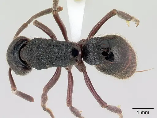 Phrynoponera gabonensis specimen CASENT0178229 image casent0178229_1