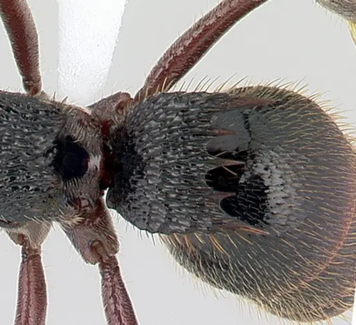 Phrynoponera gabonensis specimen CASENT0178229 image casent0178229_2