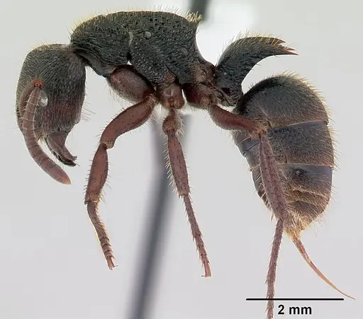 Phrynoponera gabonensis specimen CASENT0178229 image casent0178229_4