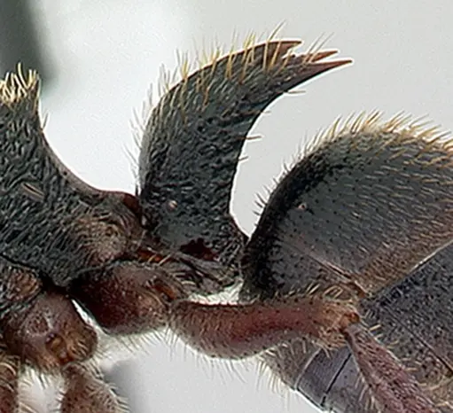 Phrynoponera gabonensis specimen CASENT0178229 image casent0178229_5