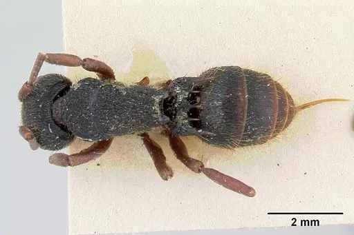 Phrynoponera gabonensis specimen CASENT0178601 image casent0178601_1