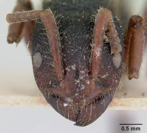 Phrynoponera gabonensis specimen CASENT0178601 image casent0178601_2
