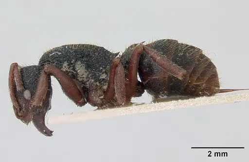 Phrynoponera gabonensis specimen CASENT0178601 image casent0178601_3