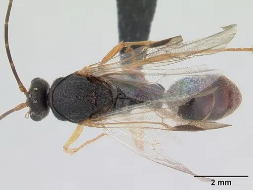 Phrynoponera gabonensis specimen CASENT0178740 image casent0178740_1