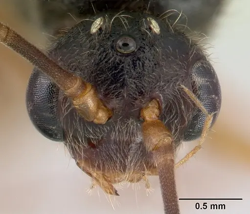Phrynoponera gabonensis specimen CASENT0178740 image casent0178740_2