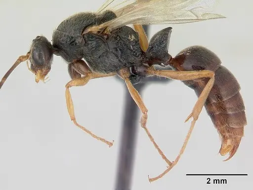 Phrynoponera gabonensis specimen CASENT0178740 image casent0178740_3