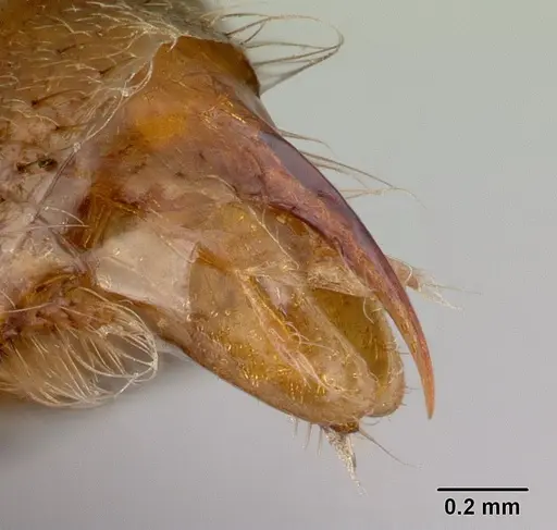 Phrynoponera gabonensis specimen CASENT0178740 image casent0178740_4