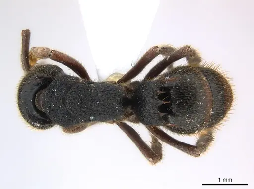 Phrynoponera gabonensis specimen CASENT0217124 image casent0217124_1