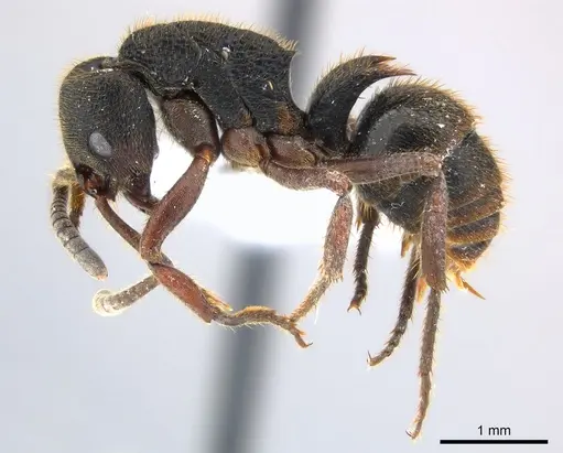 Phrynoponera gabonensis specimen CASENT0217124 image casent0217124_3