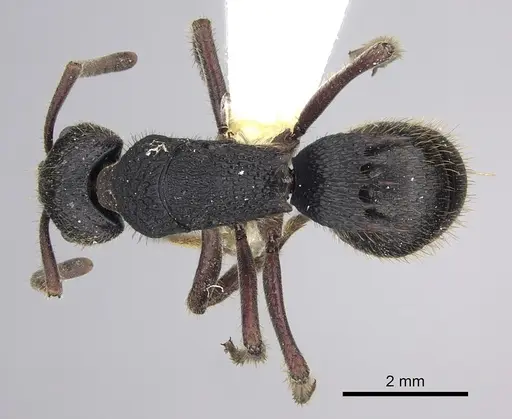 Phrynoponera gabonensis specimen CASENT0249212 image casent0249212_1