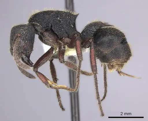 Phrynoponera gabonensis specimen CASENT0249212 image casent0249212_3