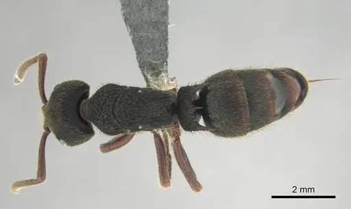 Phrynoponera gabonensis specimen CASENT0250060 image casent0250060_1