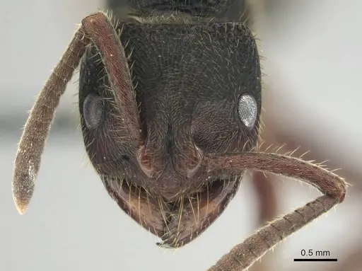 Phrynoponera gabonensis specimen CASENT0250060 image casent0250060_2