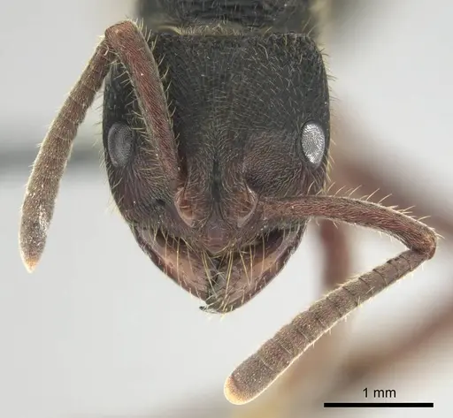 Phrynoponera gabonensis specimen CASENT0250060 image casent0250060_3