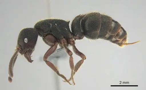 Phrynoponera gabonensis specimen CASENT0250060 image casent0250060_4