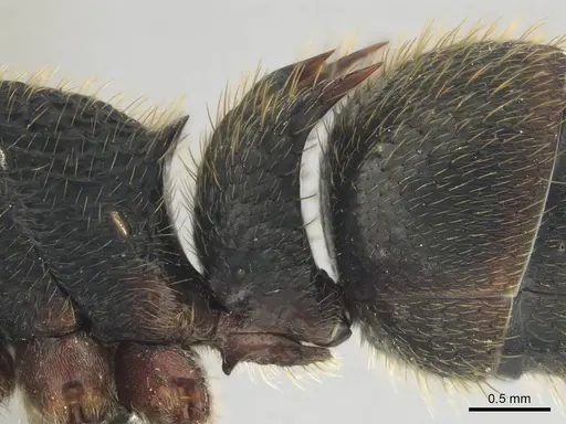 Phrynoponera gabonensis specimen CASENT0250060 image casent0250060_5