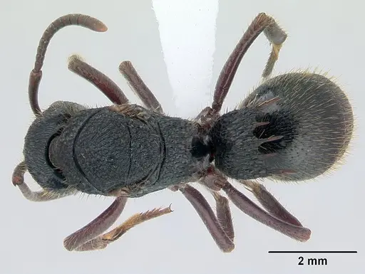 Phrynoponera gabonensis specimen CASENT0401945 image casent0401945_1