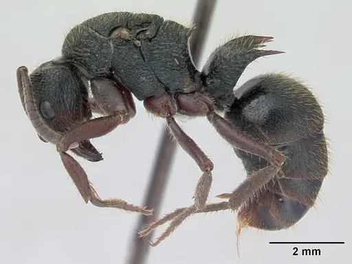 Phrynoponera gabonensis specimen CASENT0401945 image casent0401945_4