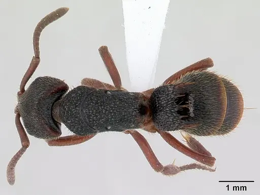 Phrynoponera gabonensis specimen CASENT0411299 image casent0411299_1