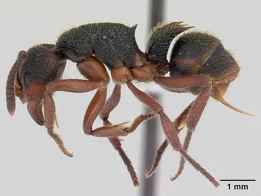 Phrynoponera gabonensis specimen CASENT0411299 image casent0411299_3