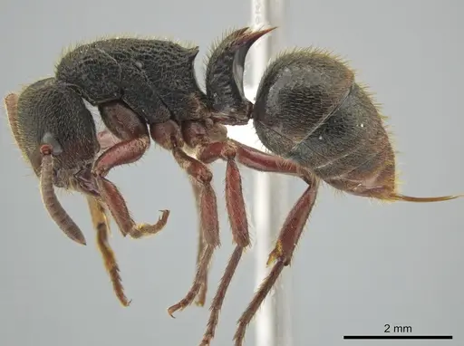 Phrynoponera gabonensis specimen CASENT0629610 image casent0629610_3