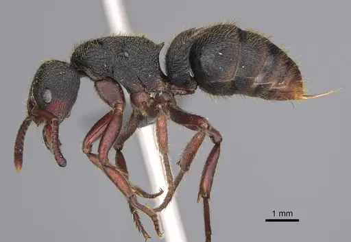 Phrynoponera gabonensis specimen CASENT0815536 image casent0815536_1