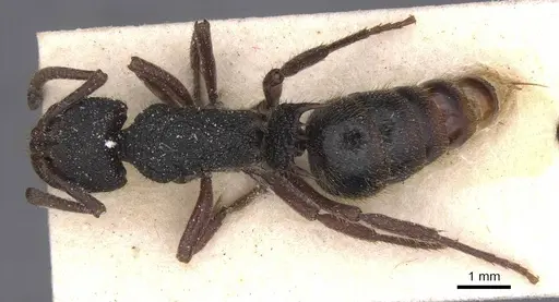 Phrynoponera gabonensis specimen CASENT0915282 image casent0915282_1