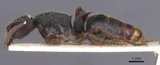 Phrynoponera gabonensis specimen CASENT0915282 image casent0915282_3