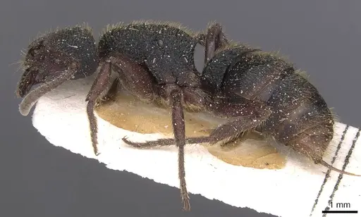 Phrynoponera gabonensis specimen CASENT0915283 image casent0915283_3