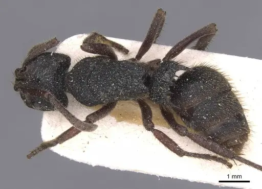 Phrynoponera gabonensis specimen RMCAENT000017728 image rmcaent000017728_1